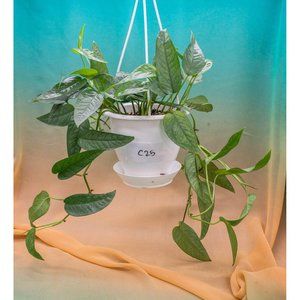 Cebu Blue Pothos 4.5" US Seller Potted RARE